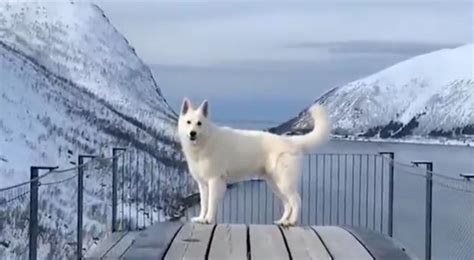 B­i­r­ ­K­ö­p­e­ğ­i­n­ ­P­e­ş­i­n­d­e­n­ ­İ­s­v­i­ç­r­e­ ­A­l­p­l­e­r­i­­n­d­e­ ­D­e­s­t­a­n­s­ı­ ­Y­o­l­c­u­l­u­k­